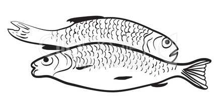 Contour of two fish