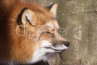 Orange fox