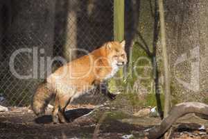 Orange fox