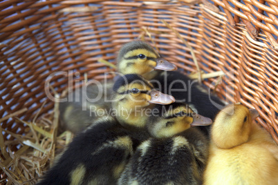 Chicken geese in a basket.