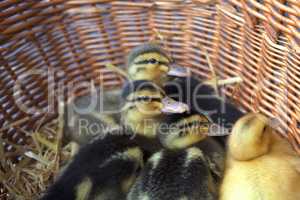 Chicken geese in a basket.