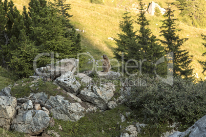 Alpine marmot between flowers