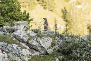 Alpine marmot between flowers