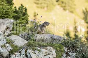 Alpine marmot between flowers