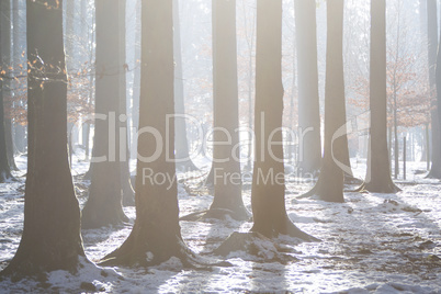 Wintry forest landscape