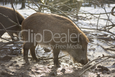 Wild boars outside in wintertime