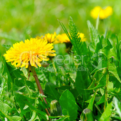 Yellow dandelions on a green meadow.