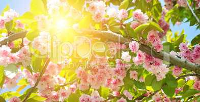 Cherry Blossom or Sakura flower on nature background. Wide photo