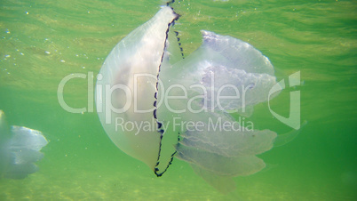 blue  sea jellyfish under water
