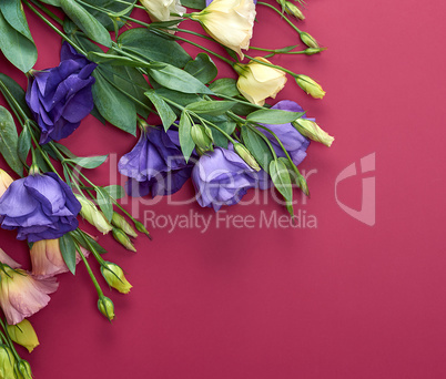 fresh blooming flowers Eustoma Lisianthus on red paper backgroun