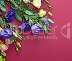 fresh blooming flowers Eustoma Lisianthus on red paper backgroun