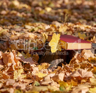 yellow maple leaf and a closed book with a red cover