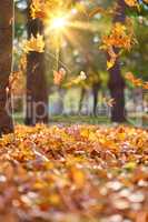 dry yellow maple leaves flying from trees