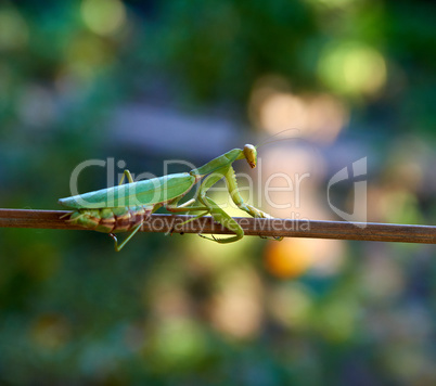 green big mantis crawling up the stick