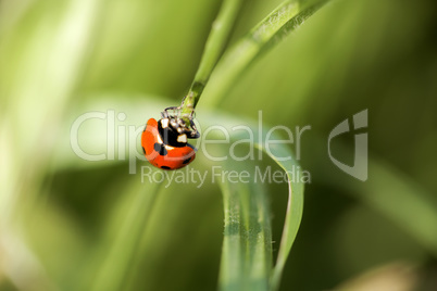 Ladybird surrounded by greenery
