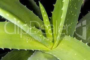 Aloe vera, medicinal plant