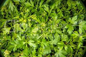 Parsley, closeup of the herb with seeds