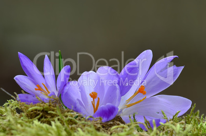 Three spring Saffron flowers on green moss