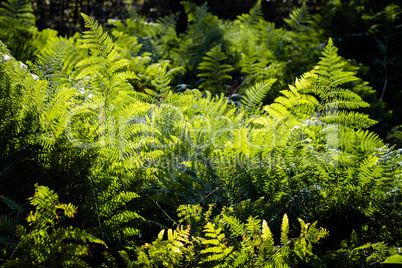Green fern leaves in sunlight.