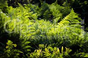 Green fern leaves in sunlight.