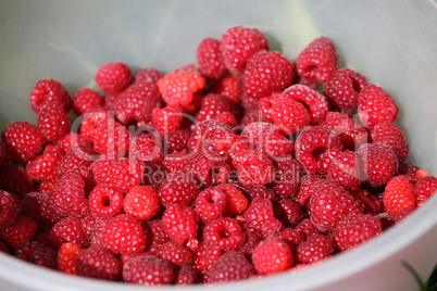 Fresh autumn raspberries in white bowl.
