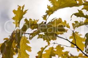 Maple tree leaves in Latvia.