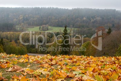 Maple tree leaves in Latvia.