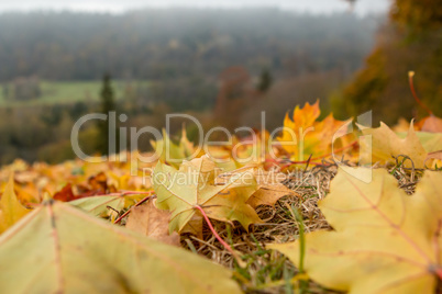 Maple tree leaves in Latvia.