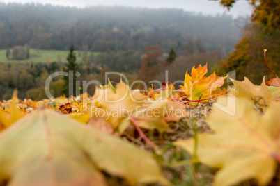 Maple tree leaves in Latvia.