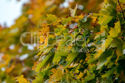 Maple tree leaves in Latvia.