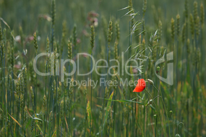 Red poppy in cereal field