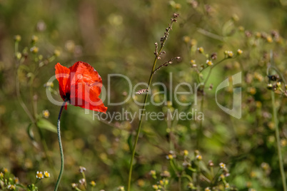 Red poppy in green grass