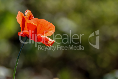 Red poppy in green grass