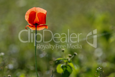 Red poppy in green grass