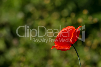Red poppy in green grass