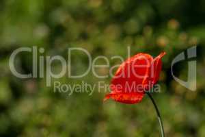 Red poppy in green grass