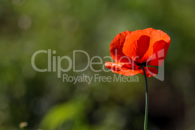 Red poppy in green grass