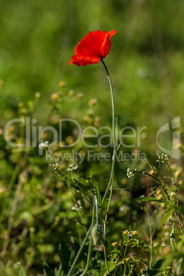 Red poppy in green grass