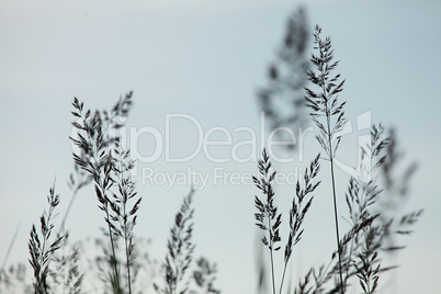 Bents silhouettes on sky background