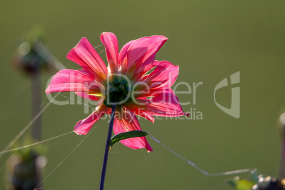 Pink dahlia with spider web