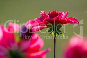 Green background with red dahlia