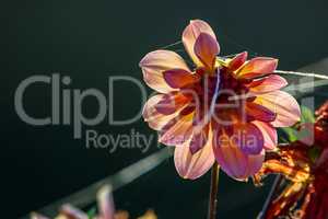 Dahlia and spider web as background.
