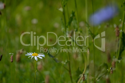 Daisy on meadow as background.