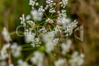 Field flower closeup as background.