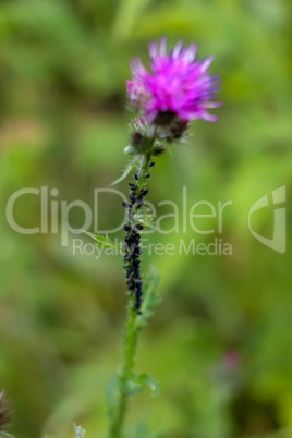 Pink blooming thistle with insets