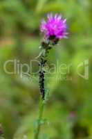Pink blooming thistle with insets