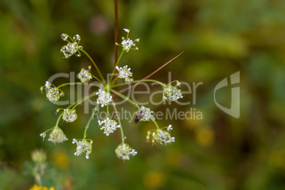 Field flower closeup as background.