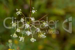 Field flower closeup as background.