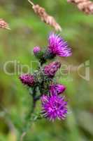 Blooming thistle on green background.