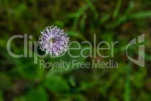 Violet flower in green grass